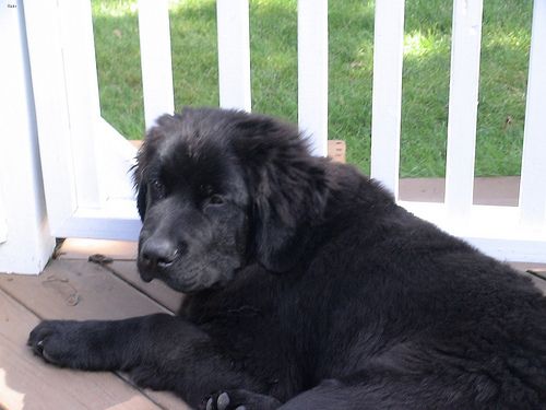 Lost Newfoundland brown and white named Luna in Edmonton