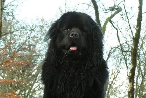 Lost Newfoundland white named Piper in Vaughan