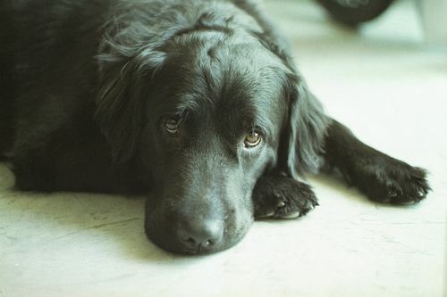 Lost Newfoundland brown named Sadie in Calgary