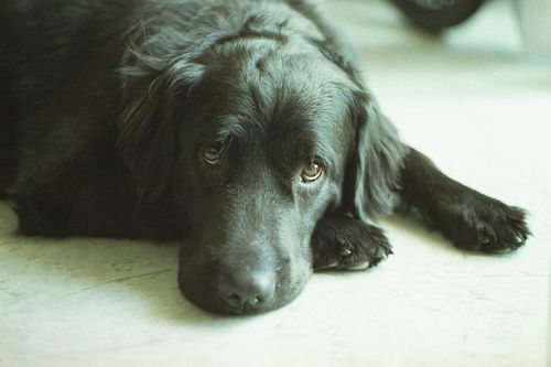 Lost Newfoundland chocolate named Lucy in Montréal