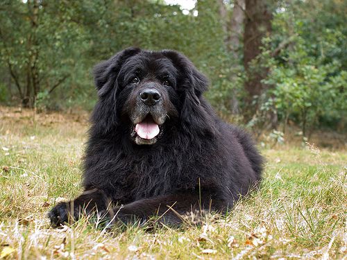 Lost Newfoundland black named Bear in Toronto