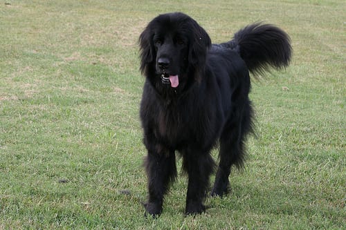 Lost Newfoundland brown and white named Bailey in Saint John