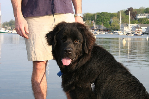 Lost Newfoundland cream named Winston in Toronto