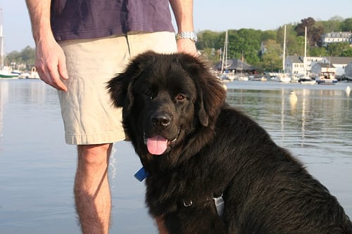 Lost Newfoundland brown named Lucy in Stony Plain
