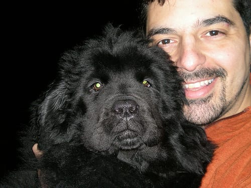 Lost Newfoundland black named Rosie in Laval