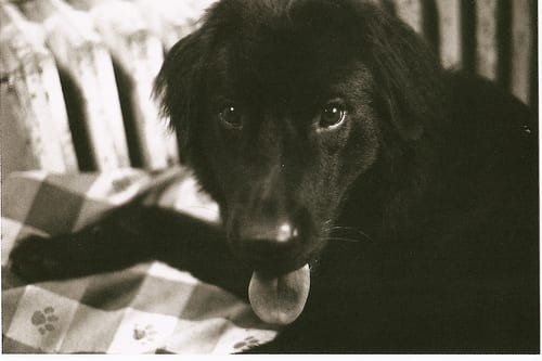 Lost Newfoundland brown named Max in Medicine Hat