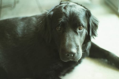 Lost Newfoundland brown named Lucy in Montréal