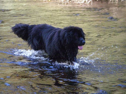 Lost Newfoundland golden named Duke in Edmonton