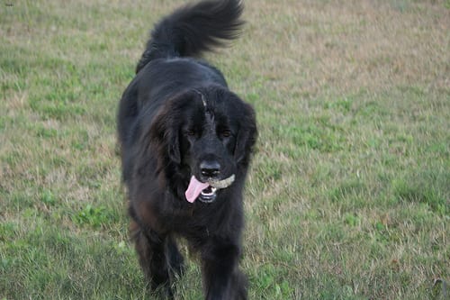 Lost Newfoundland brown and white named Nala in Dauphin