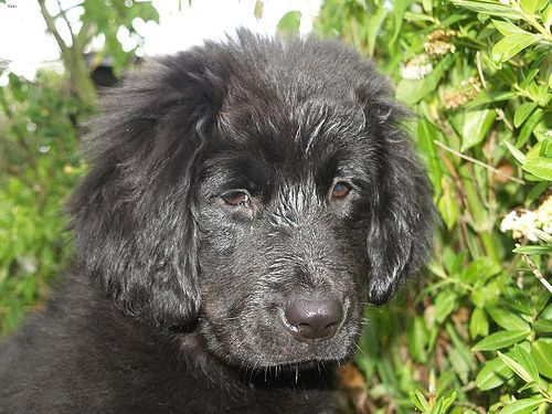 Lost Newfoundland black named Winston in Halifax