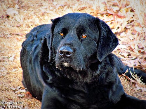 Lost Newfoundland black named Zoey in Quinte West