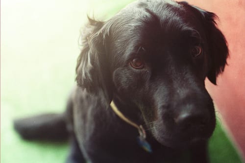 Lost Newfoundland golden named Piper in Prince Albert