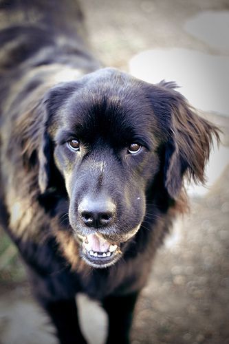 Lost Newfoundland chocolate named Rocky in Prince Rupert