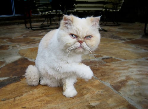 Lost Persian cream named Simba in New Glasgow
