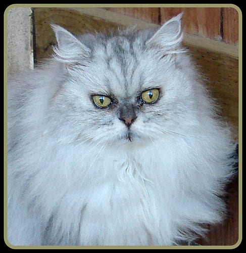 Lost Persian black and white named Mittens in Oakville