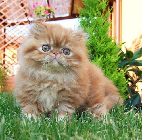 Lost Persian cream named Lola in Brockville