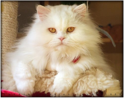 Lost Persian cream named Bella in Fredericton