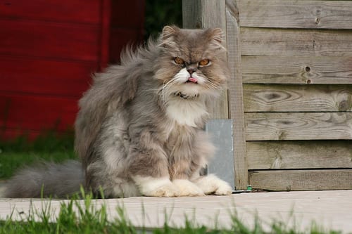 Lost Persian white named Cleo in Fort St. John