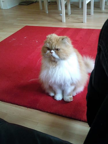 Lost Persian cream named Cleo in Vancouver