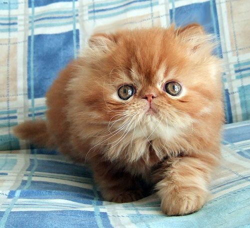 Lost Persian white named Lola in Moose Jaw