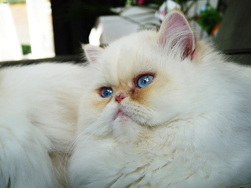 Jasper