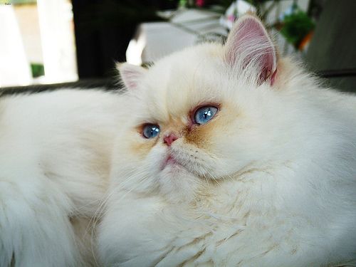 Lost Persian grey named Felix in Brampton