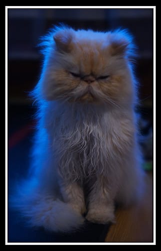 Lost Persian black named Smokey in Toronto