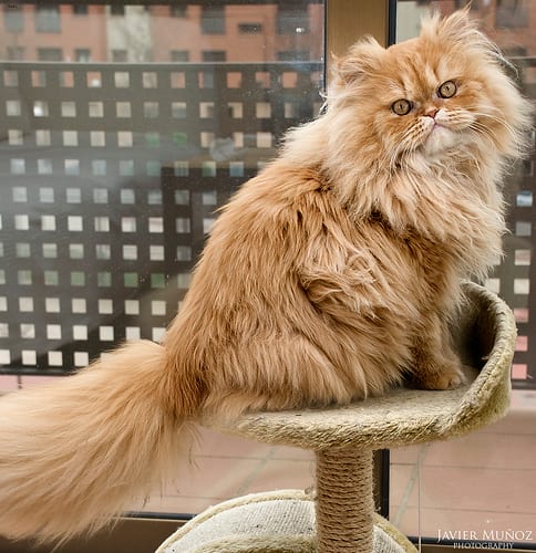 Lost Persian tabby named Oscar in Sorel-Tracy