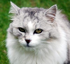 Lost Persian black and white named Salem in Toronto