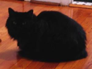 Lost Persian grey named Chloe in Calgary