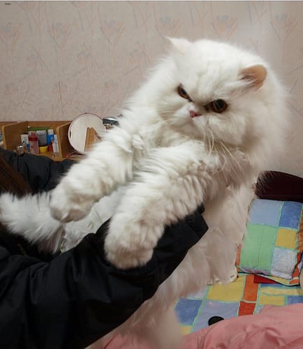 Lost Persian black and white named Gizmo in Welland
