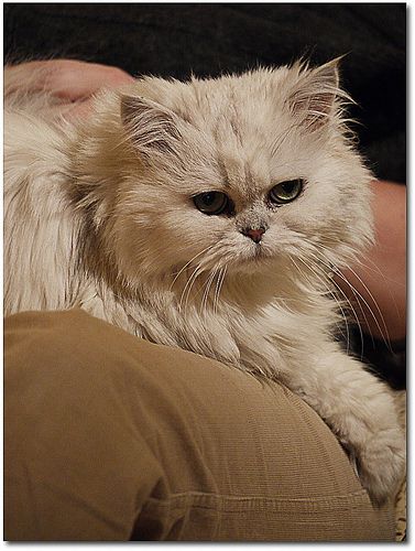 Lost Persian tabby named Mittens in Wetaskiwin