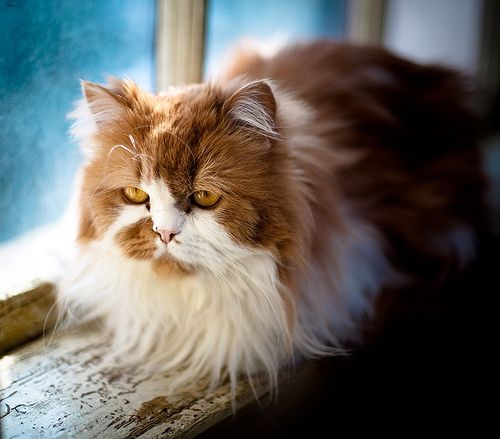 Lost Persian cream named Salem in Montréal
