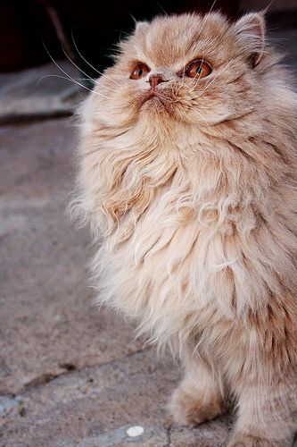 Lost Persian tabby named Smokey in Vancouver