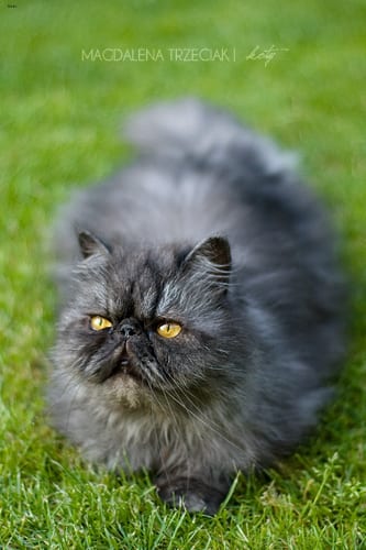Lost Persian grey tabby named Jasper in Calgary