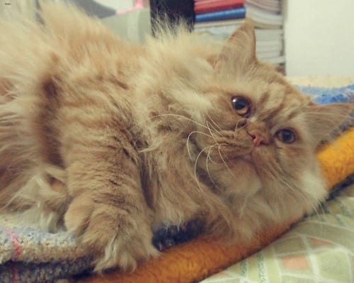 Lost Persian black and white named Salem in Cochrane
