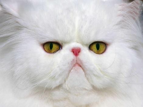 Lost Persian grey tabby named Misty in St. John’s