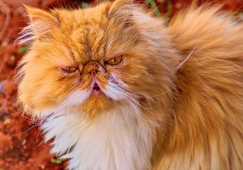 Lost Persian tabby named Simba in Abbotsford