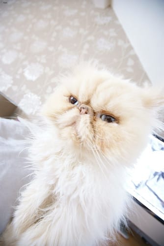 Lost Persian black and white named Bella in Thompson
