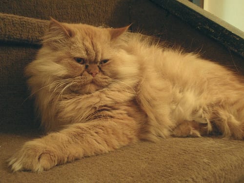 Lost Persian grey tabby named Willow in Bradford West Gwillimbury