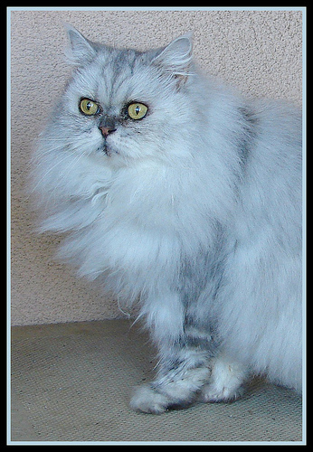 Lost Persian calico named Felix in Montréal