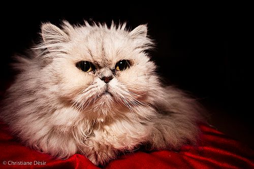 Lost Persian cream named Toby in Surrey