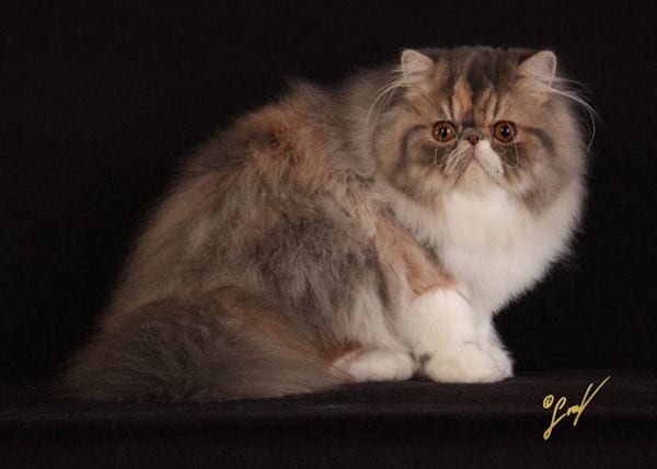 Lost Persian black and white named Simba in Edmonton