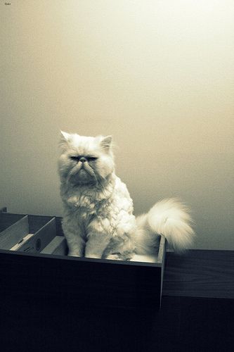 Lost Persian calico named Simba in Rouyn-Noranda