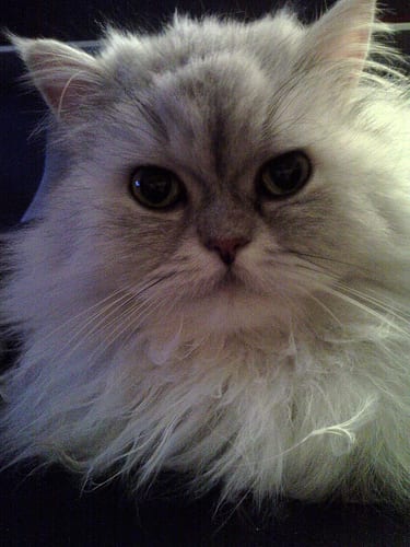 Lost Persian black and white named Salem in Saint-Hyacinthe