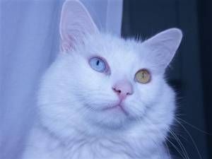 Lost Persian cream named Mittens in Saint-Eustache