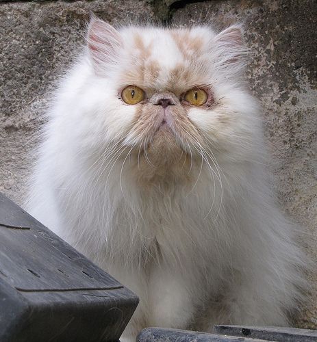 Lost Persian black and white named Sophie in Trois-Rivières