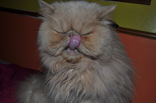 Lost Persian grey named Shadow in Saguenay