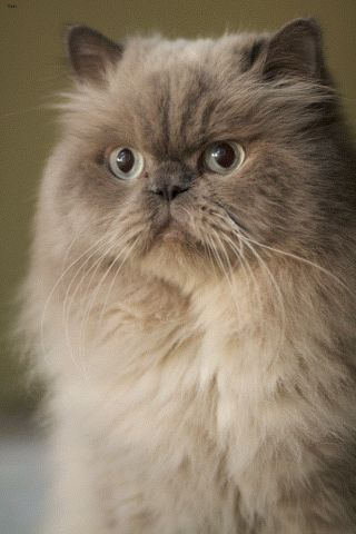 Lost Persian calico named Biscuit in Montréal