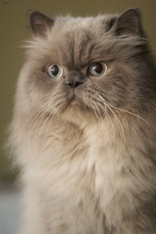 Lost Persian calico named Biscuit in Montréal